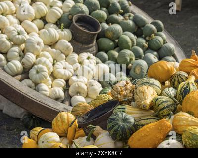 Verschiedene Kürbisse in verschiedenen Farben und Formen auf einem großen Holztablett nach der Ernte, borken, münsterland, Deutschland, Europa Stockfoto