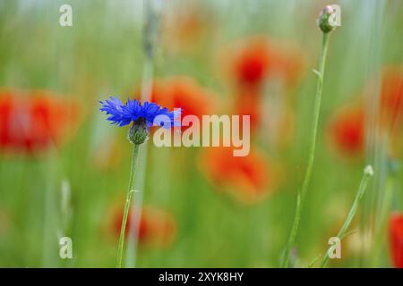 Kornblumenblume Single auf einem Mohn Feld. Blau leuchten die Blütenblätter. Detailaufnahme aus natürlicher Umgebung. Rote Farbflecken im Hintergrund Stockfoto