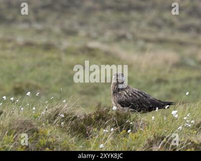 Eine große Skua, auch bekannt als Skua, befindet sich zwischen Baumwollgras auf der norwegischen Insel Runde Stockfoto