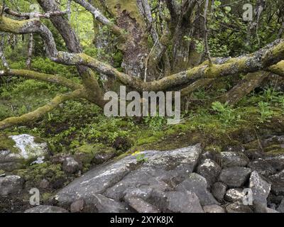 Drei SumpfRingelblumen blühen auf einem Felsen am Ufer von Hjorungdalsvatnet in Norwegen, mit einer alten schwarzen Erle dahinter Stockfoto