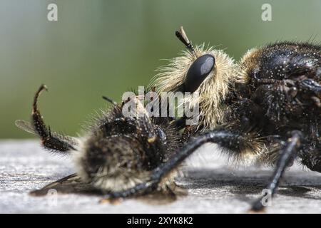 Gelbe Mordfliege oder gelbe Raubfliege mit einer Hummel als Beute. Das Insekt wird vom Jäger ausgesogen. Gelbe schwarze Haare bedecken den Jäger. Makro-sh Stockfoto