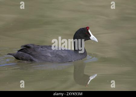 Kammblaesshuhn, Fulica cristata, Haubenkot Stockfoto