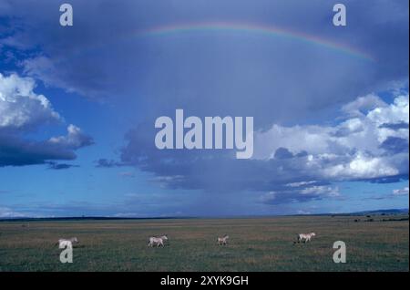 Wildtiere unter einem Regenbogen, Kenia. Stockfoto