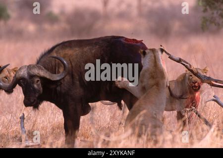 Löwen greifen einen kap-Büffel an, Kenia. Stockfoto