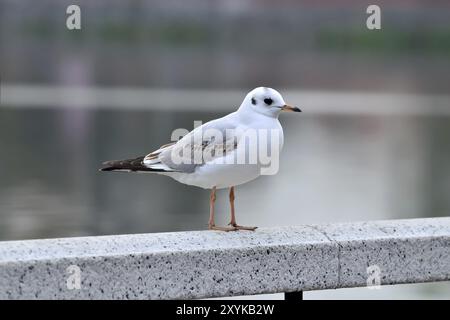 Weiße Möwe sitzt auf einem weißen Marmor-Geländer Stockfoto