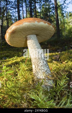 Pilze im Wald. (Red Cap) Red Cap im Wald. (Rote Kappe) Stockfoto