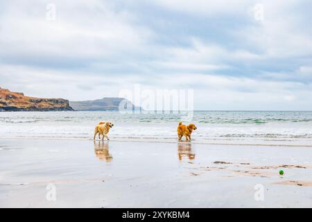 Zwei Hunde laufen am Strand Stockfoto