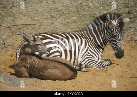 Grant Zebra und Eland Stockfoto