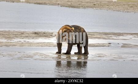 Grizzlybär am Ufer des Douglas River im Katmai National Park in Alaska Stockfoto