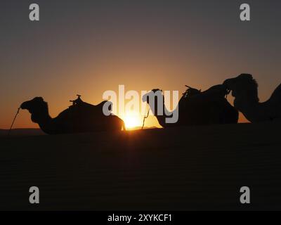 Sonnenuntergang mit Dromedaren in der Erg Chebbi Wüste in Marokko Stockfoto