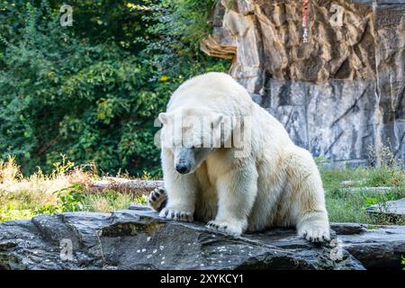 Ein Eisbär sitzt auf einem Felsen in einem Zoogehege. Der Bär scheint entspannt und bequem in seiner Umgebung zu sein Stockfoto