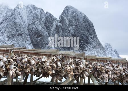 Fischköpfe hängen zum Trocknen auf den Lofoten-Inseln, Norwegen, Europa Stockfoto