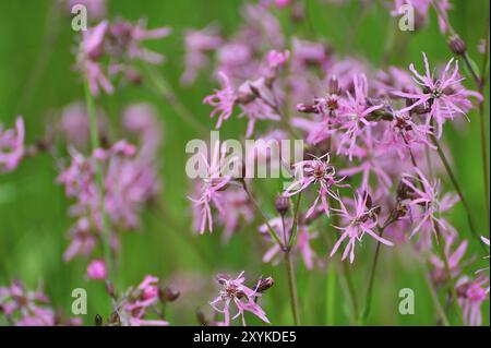 Coronaria flos cuculi die rosa Feldblumen, Kuckuckblume (Silene flos-cuculi) (Silene flos-cuculi), Lychnis flos-cuculi auf einer Wiese Stockfoto