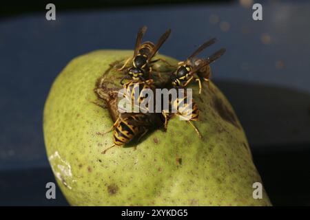 Wespen auf (und in) einer Birne, die von einem Baum gefallen ist Stockfoto