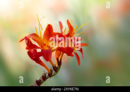 Nahaufnahme der Blumen von Montbretia (Crocosmia 'Prinz von Orange') in einem Garten im Sommer Stockfoto