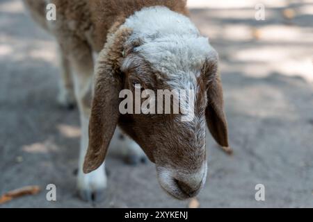 Ein braunes und weißes Schaf schaut in die Kamera. Das Schaf steht auf einer grauen Oberfläche Stockfoto