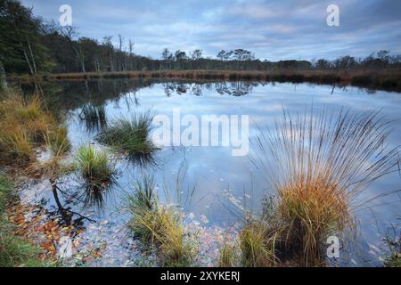 Herbst auf dem Wildwaldsee, Niederlande Stockfoto