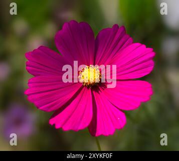 Nahaufnahme eines einzelnen rosafarbenen Cosmos bipinnatus (unbekannte Sorte) in einem Garten im Sommer Stockfoto