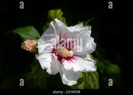 Nahaufnahme einer einzelnen Rose von Sharon (Hibiscus syriacus 'Rotes Herz') in einem Garten im Sommer Stockfoto