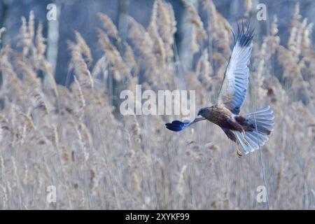 Western Marsh Harrier, männlich auf der Jagd auf einem Teich. Westliche Marsch harrier männliche Jagd Stockfoto