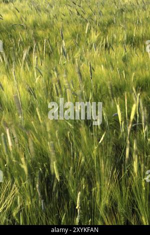 Gerstenfeld Stockfoto