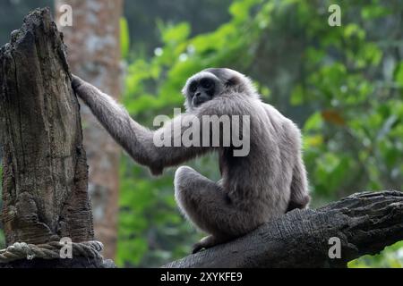 Porträt einer Langur in den dicken Blättern Stockfoto