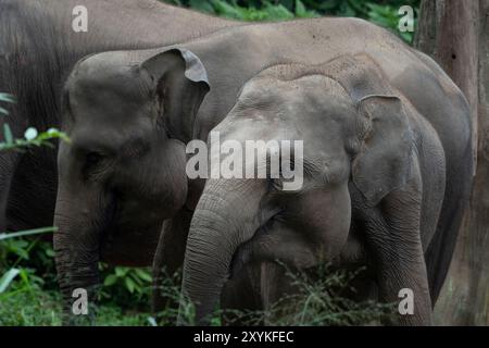 Nahaufnahme des Sumatra-Elefanten Stockfoto