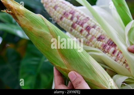 Abgeschnittene Hand mit frischem Zuckermais Stockfoto