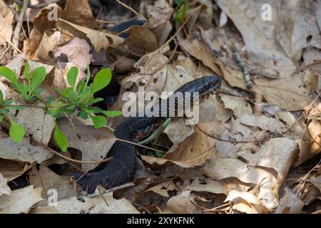 Nerodia sipedon (Nerodia sipedon) in den Blättern Stockfoto