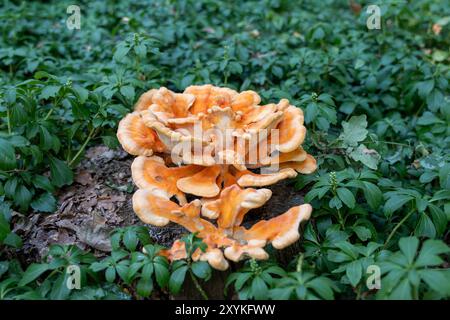 Ein großer orangener Pilz sitzt auf einem Baumstamm in einem üppigen grünen Feld. Der Pilz ist von grünen Pflanzen und Blättern umgeben, was der Szene ein natürliches A verleiht Stockfoto