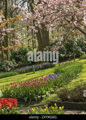 Ein blühender Garten mit rosa Kirschblüten und bunten Tulpen, Amsterdam, Niederlande Stockfoto