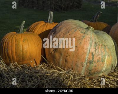 Mehrere orangefarbene Kürbisse unterschiedlicher Größe, auf einem Strohhaufen, bei hellem Sonnenlicht, borken, münsterland, Deutschland, Europa Stockfoto