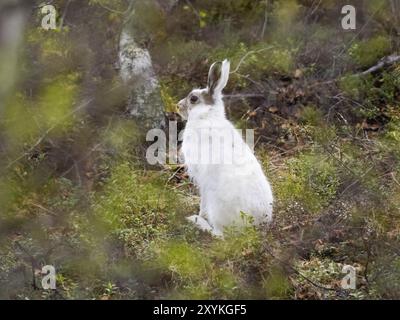 Berghase (Lepus timidus), wachsam in einem Birkenwald sitzend, vom Winter in sein Sommerfell eintaucht, Mai, Finnisch Lappland Stockfoto