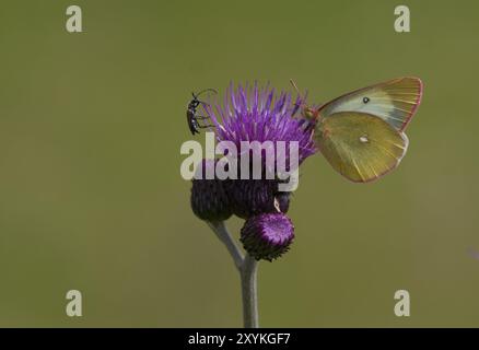 Moorland getrübt gelb auf Distelblüte Stockfoto