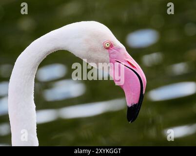 Mehr Flamingo (Phoenicopterus Roseus) Stockfoto