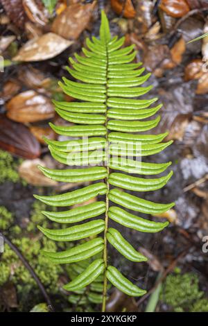 Farnblatt, Nationalpark Poas, zentrales Hochland, Provinz Alajuela, Costa Rica, Zentralamerika Stockfoto