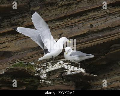 Schwarzbeinige Kätzchen (Rissa tridactyla), Brutpaar in der Brutkolonie, an den Küsten des Arktischen Ozeans, Mai, Varanger Fjord, Norwegen, Europa Stockfoto