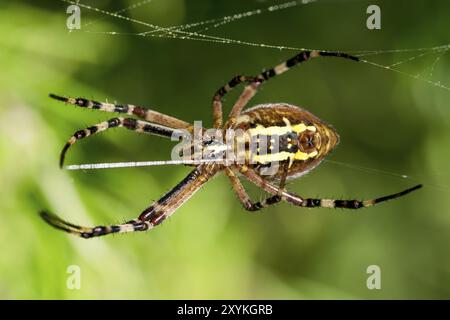 Große Wespenspinne in ihrem Netz zwischen Wiesenblumen Stockfoto