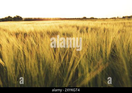 Landwirtschaftskonzept mit goldenen Weizenfeldern Panoramafotografie. Ähren aus gelbem Weizen. Idee einer reichen Ernte. Platz der untergehenden Sonne kopieren r Stockfoto