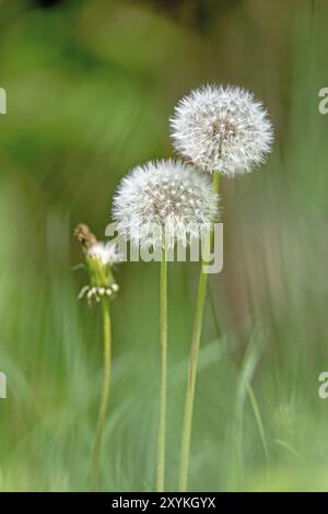 Blühen Sie vor einem weichen, verschwommenen grünen Hintergrund Stockfoto