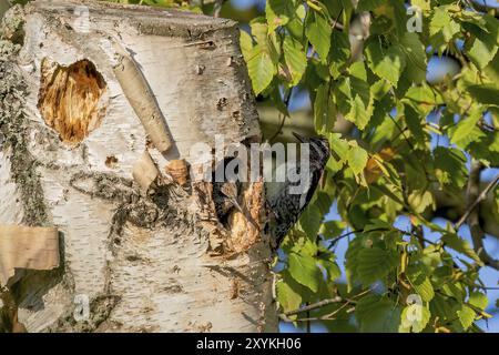 Der europäische Starling (Sturnus vulgaris) in der Nisthöhle und ein junger Säbelsauger, der daneben sitzt Stockfoto