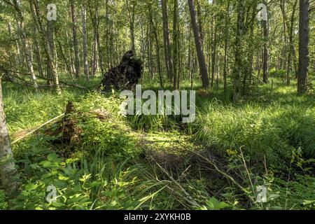 Deutsche Moorwaldlandschaft mit Farnen, Gras und Laubbäumen als Hintergrund im Sommer Stockfoto