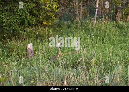 Der Sandhügelkrane (Grus canadensis). Ein Nistpaar im hohen Gras in einem Sumpf Stockfoto