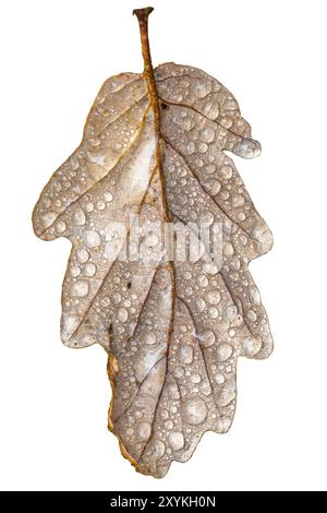 Eichenblatt mit Tautropfen und Stiel in herbstlichen Farben auf weiß geschnitten Stockfoto