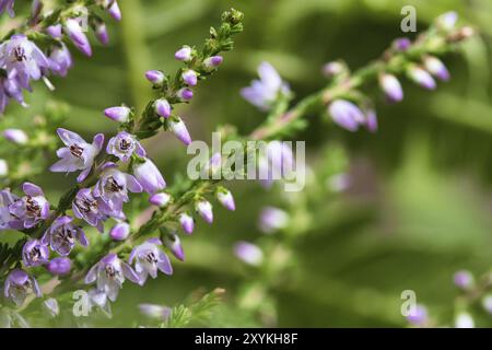 Heidekraut. Zweige mit feinen filigranen violetten Blüten. Verträumt im Sonnenlicht. Unscharfer Hintergrund. Nahaufnahme der Pflanzen Stockfoto