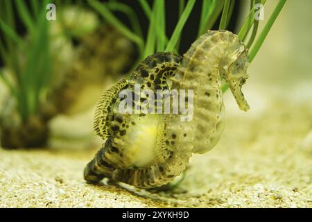 Seepferdchen im Seegras. Kleine Wassertiere aus der Nähe. Interessant zu beobachten. Detailliert und schön Stockfoto