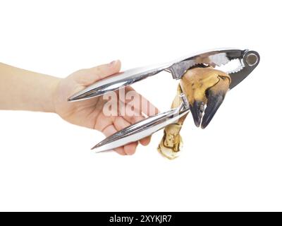 Junge person Öffnen einer Crab Claw auf weißem Hintergrund mit Nussknacker Stockfoto