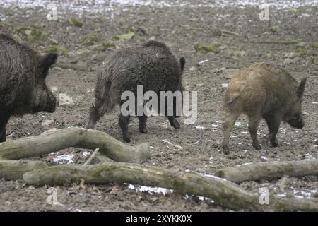 Wildschweinfamilie in einem Wildgehege Stockfoto