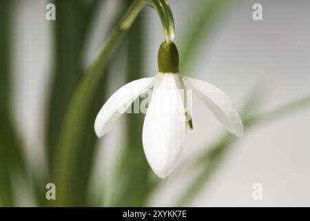 Schneeglöckchen im Frühling Stockfoto