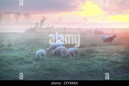 Schafe und Lämmer weiden auf der Weide bei Sonnenaufgang, Holland Stockfoto